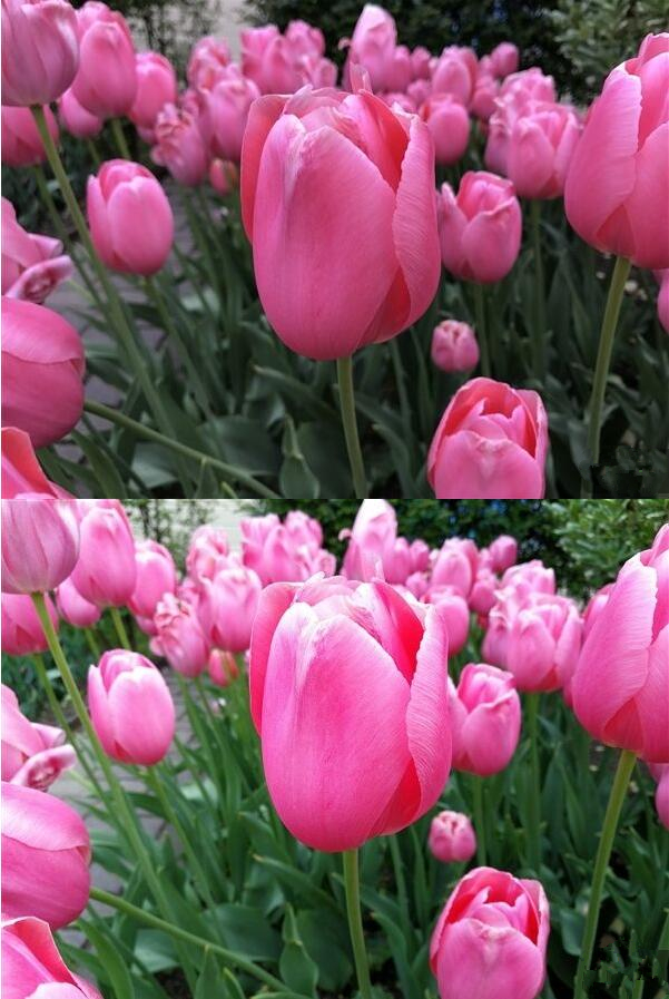 苹果官宣全球首家水上 Apple Store 将于周四开业