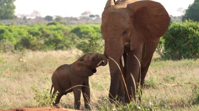 新 AirPods 渲染图曝光，或将采用黑白灰金四种配色