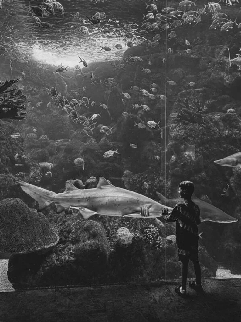 苹果放弃斯德哥尔摩 Apple Store 建设计划